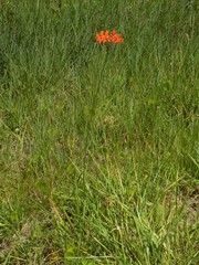 Asclepias lanceolata