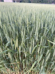 Triticum