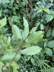 Cassipourea malosana