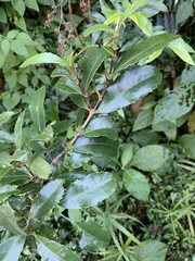 Cassipourea malosana