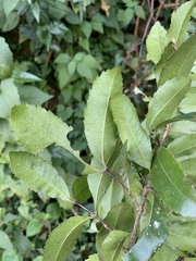 Cassipourea malosana