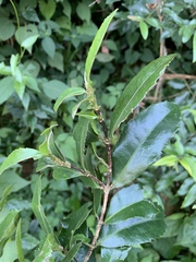 Cassipourea malosana