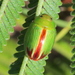 Middle-Bar Acacia Leaf Beetle - Photo (c) Martinlagerwey, some rights reserved (CC BY-SA)