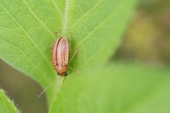 Colaspis floridiana