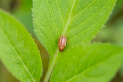 Colaspis floridiana