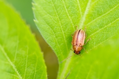 Colaspis floridiana