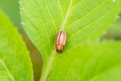 Colaspis floridiana