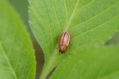 Colaspis floridiana
