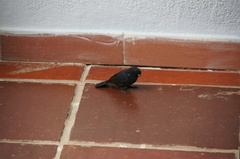 Aves