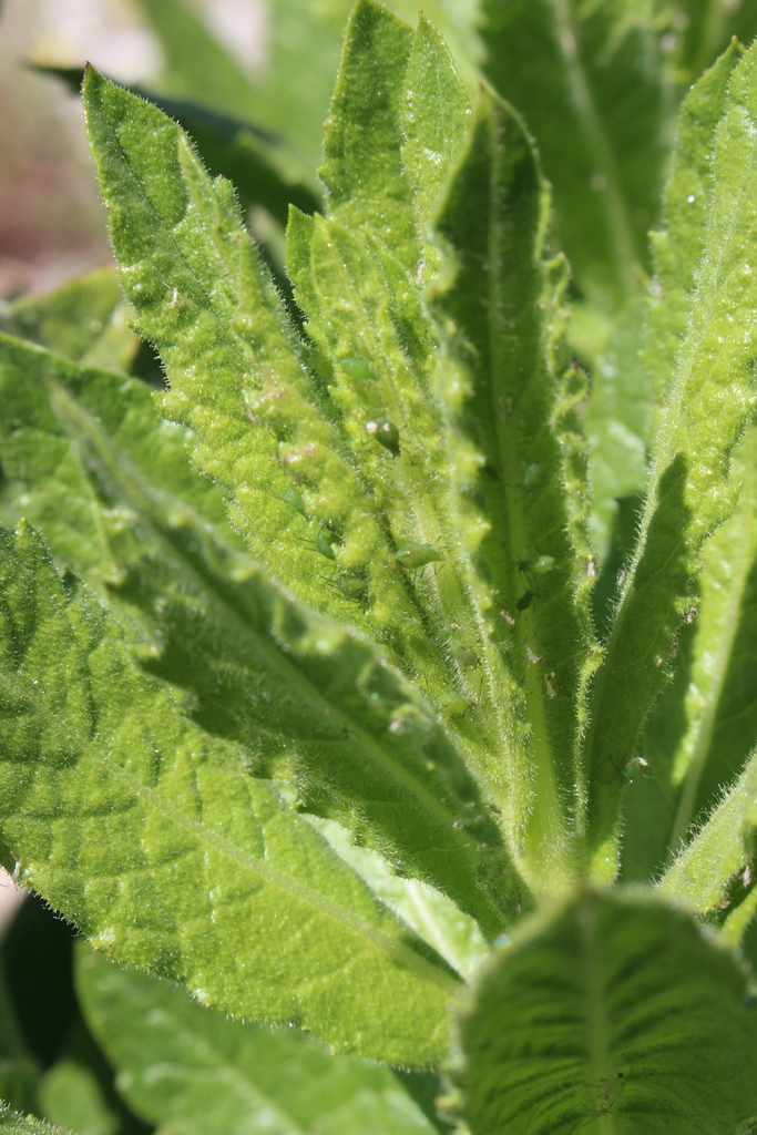 Capitophorus inulae