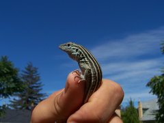 Aspidoscelis neomexicanus