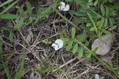 Tephrosia onobrychoides