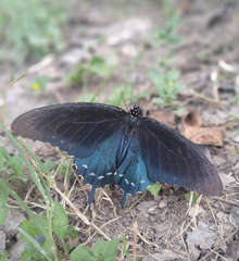 Battus philenor
