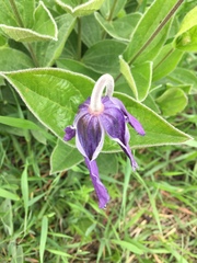 Clematis integrifolia