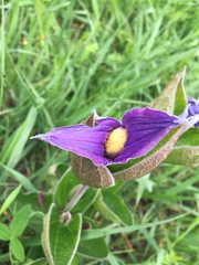 Clematis integrifolia