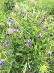 Clematis integrifolia