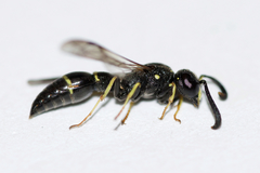 Symmorphus canadensis