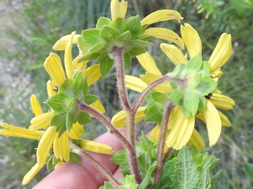 Image of Berlandiera betonicifolia by (c) Sam Kieschnick, some rights reserved (CC BY)