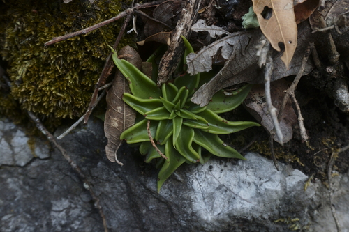 Echeveria lutea