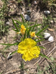 Calylophus