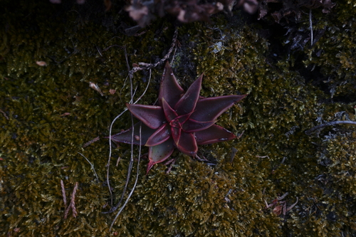 Echeveria lutea