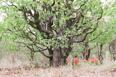 Scadoxus multiflorus multiflorus