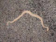 Crotalus oreganus concolor