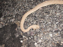 Crotalus oreganus concolor