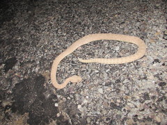 Crotalus oreganus concolor
