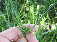 Juncus nodatus