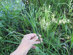 Juncus nodatus