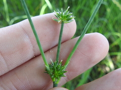 Juncus nodatus
