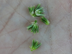 Juncus nodatus