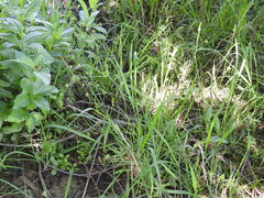 Juncus nodatus