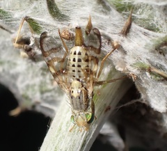 Terellia occidentalis