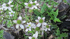 Knowltonia hepaticifolia