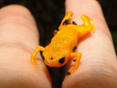 Brachycephalus ephippium