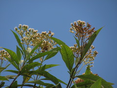 Ageratina popayanensis