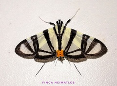 Conchylodes nolckenialis