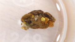 Glossosoma nigrior