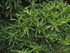 Aniba robusta