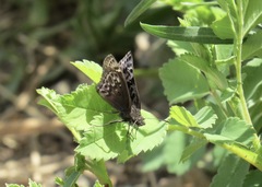 Erynnis martialis