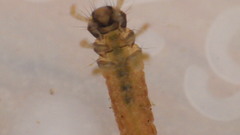 Glossosoma nigrior