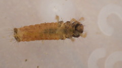 Glossosoma nigrior