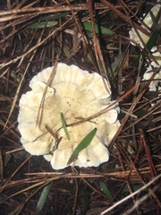 Cantharellus insignis