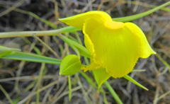 Calochortus amabilis