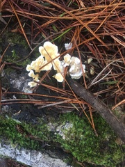 Cantharellus insignis
