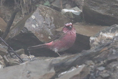 Carpodacus dubius