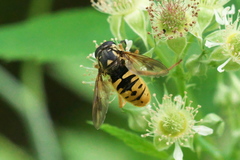 Temnostoma alternans