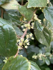 Itea rhamnoides